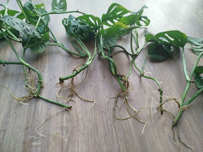 Monsters Adansonii plant