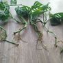 Monsters Adansonii plant Image 9