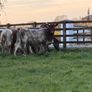 6 super shorthorn 5 star heifers Image 3