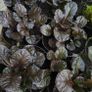 130 flowering plants to clear. Image 3