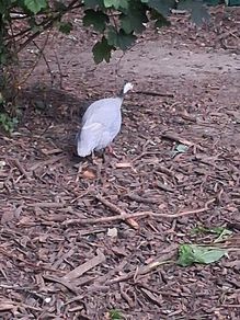 guinea hen