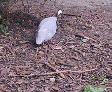 guinea hen