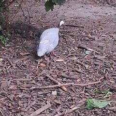 guinea hen
