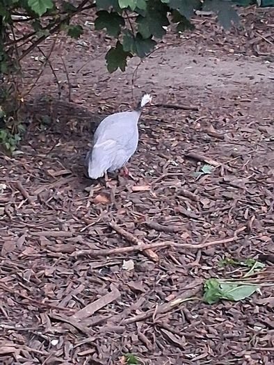 guinea hen