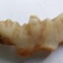 Antique Hand-carved Mother Of Pearl Gobbo Pendant - Antique Gobbo Charm Image 2