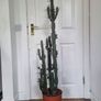 Large mature Euphorbia Trigona Rubra plant Image 2