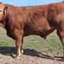 Top Quality Pedigree Registered Limousin Bulls Image 3