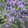 Campanula Image 4
