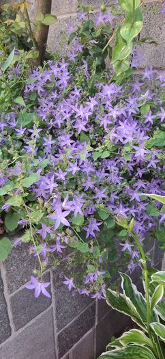 Campanula