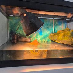 Turtle tank / Fish tank