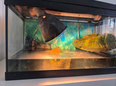 Turtle tank / Fish tank