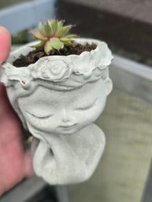 Handmade Cement Planters with Live Plants