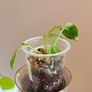 Philodendron Green Congo Hybrid ( Nuclear) Image 6