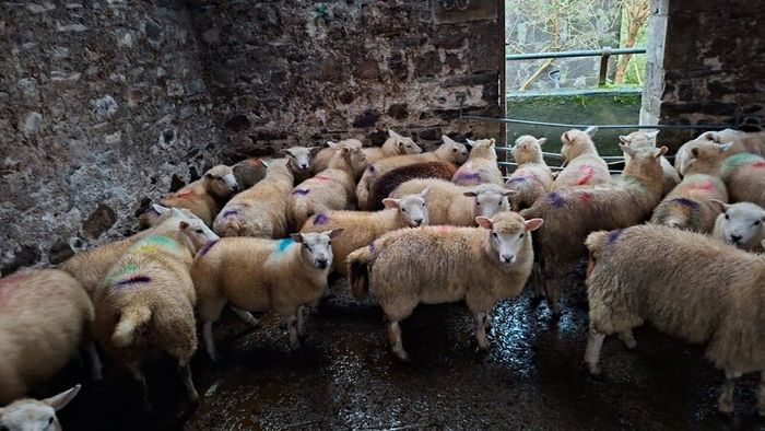 Pure bread Dorset ram , texal ram , breading ewes