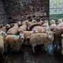 Pure bread Dorset ram , texal ram , breading ewes Image 8