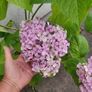 Large Hydrangea macrophylla  Ayesha in plastic pot Image 4
