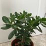 Jade plant Image 7
