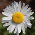 Daisy13!