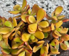plant