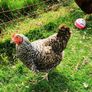 hens 15 each Image 5