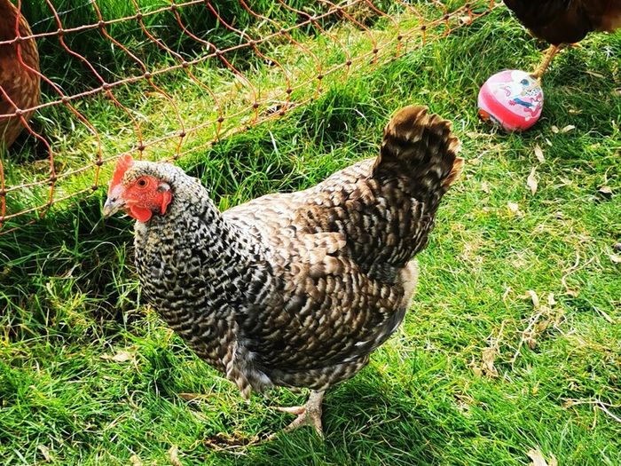 hens