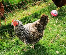 hens