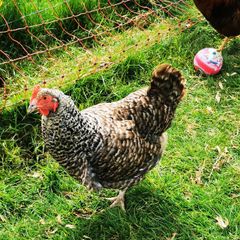hens