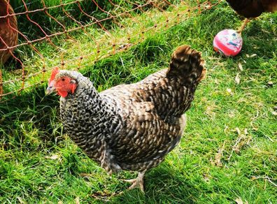 hens