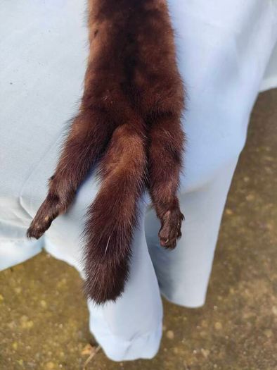 Barnardo's double pelt mink stole