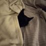Cat for adoption Image 8