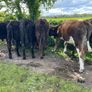 Yearling Bullocks Image 7