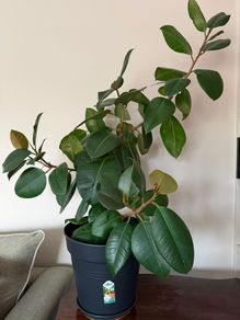 Rubber plant
