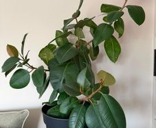 Rubber plant