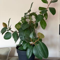 Rubber plant