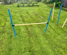 Agility equipment dog