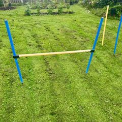 Agility equipment dog
