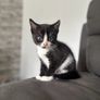 kittens free to good home Image 3