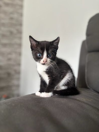 kittens free to good home
