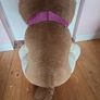 big teddy bear Image 3
