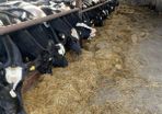 Friesian heifers