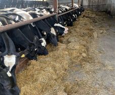 Friesian heifers