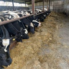 Friesian heifers