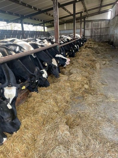 Friesian heifers