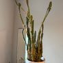 cacti Image 2