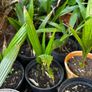 Trachycarpus Fortunei small plants. Hardy palm tree. Ideal for Irish gardens Image 4