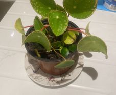 Money plant