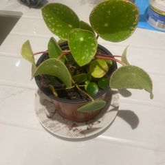 Money plant