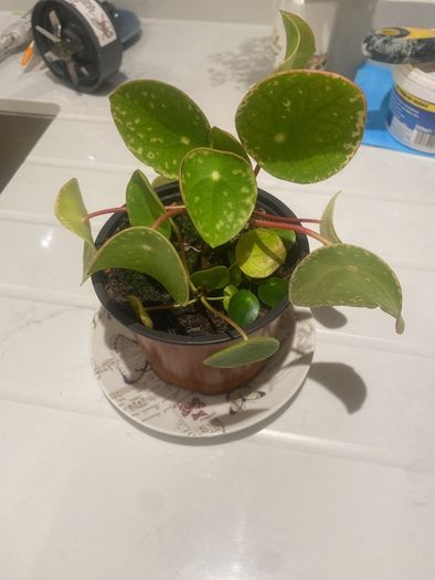Money plant