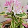 Flowering Plants Weigela Image 6