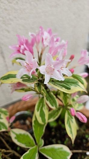Flowering Plants Weigela